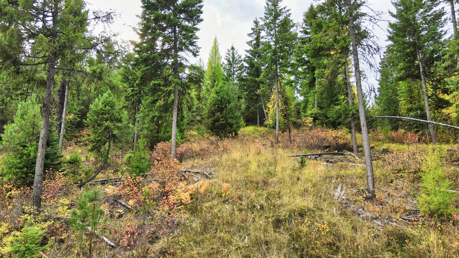 Riverfront Acreage For Sale in St. Regis, Montana