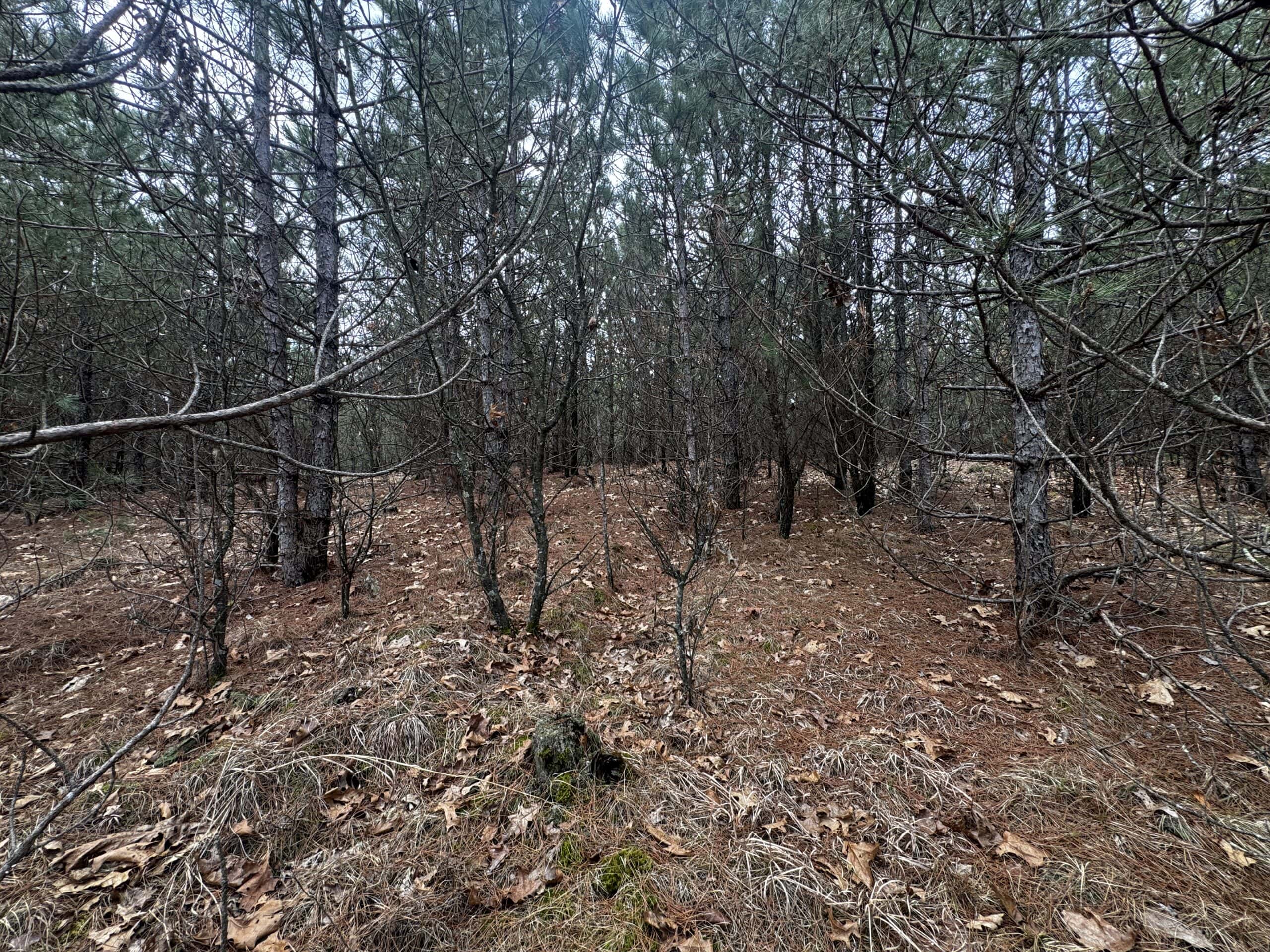 80± acre timber tract in the heart of northern Adams County