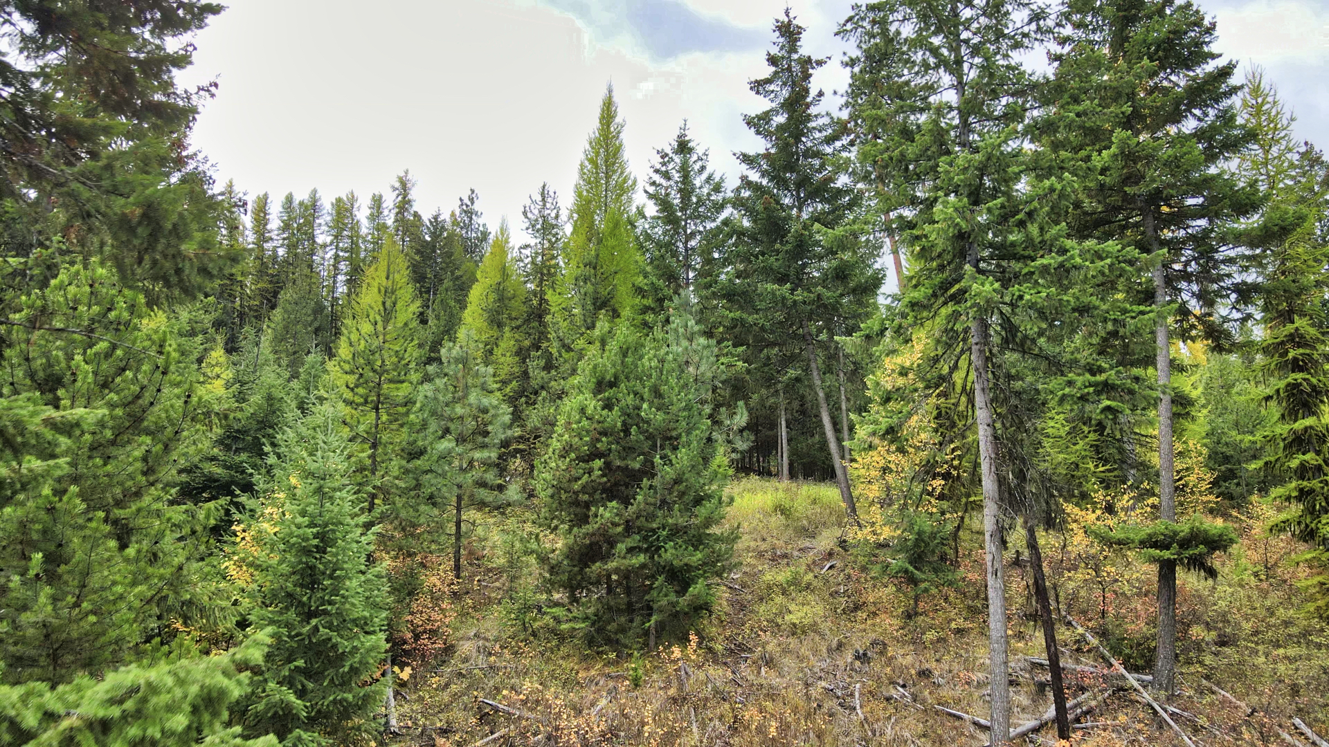 Riverfront Acreage For Sale in St. Regis, Montana