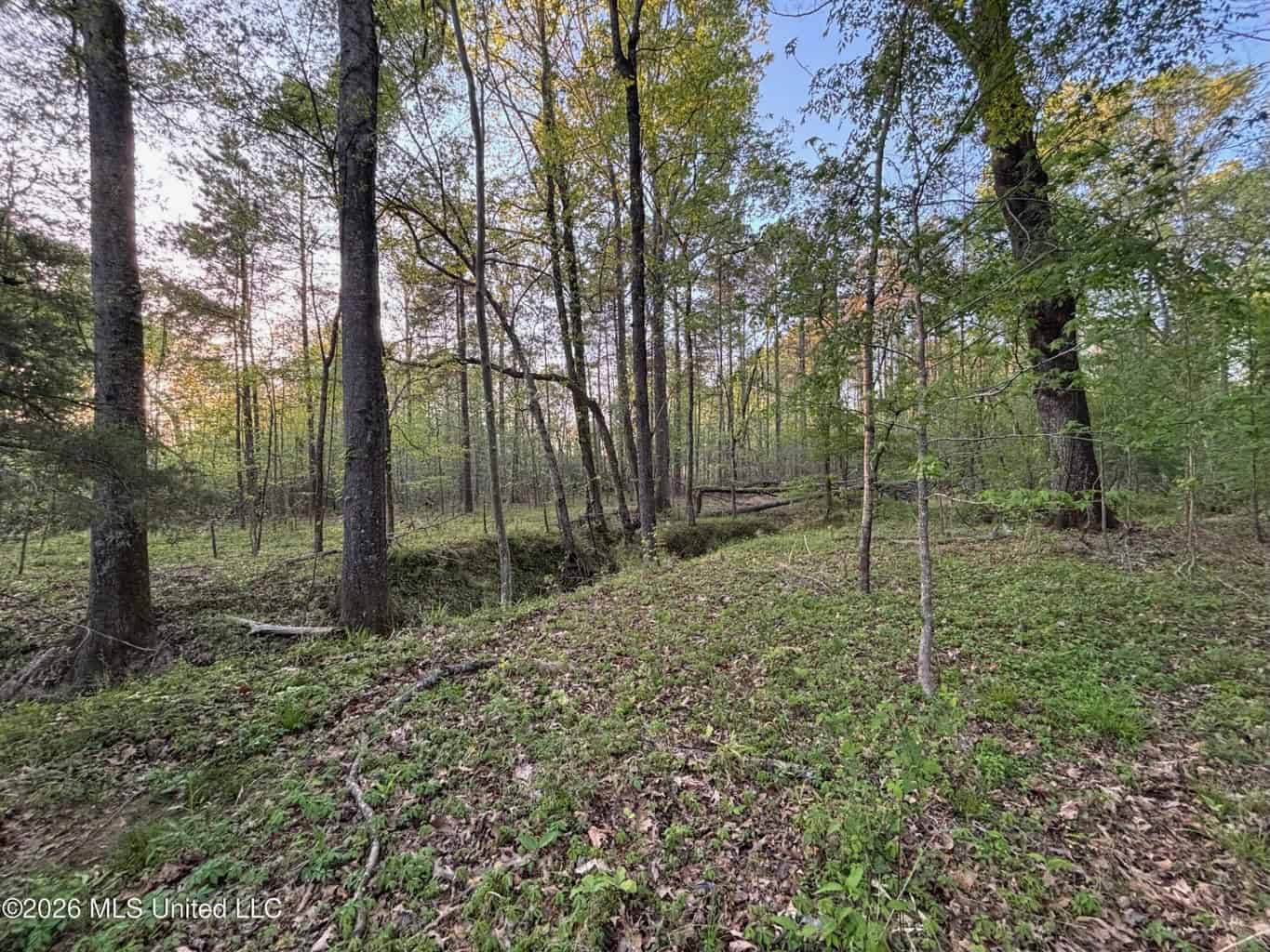 77 Acres in Edwards, MS Hinds County Big Black River Region