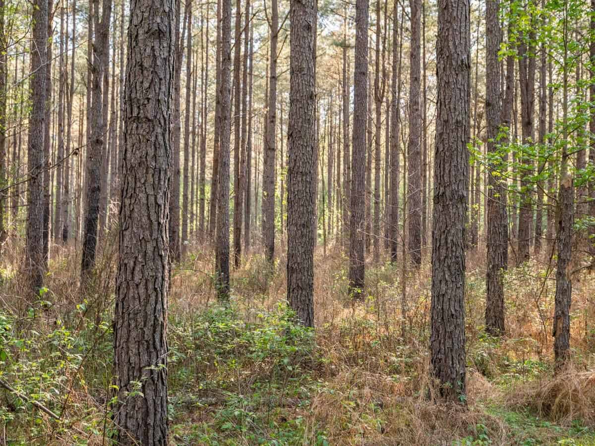 455 Acres Hunting & Income Land in Choctaw County MS