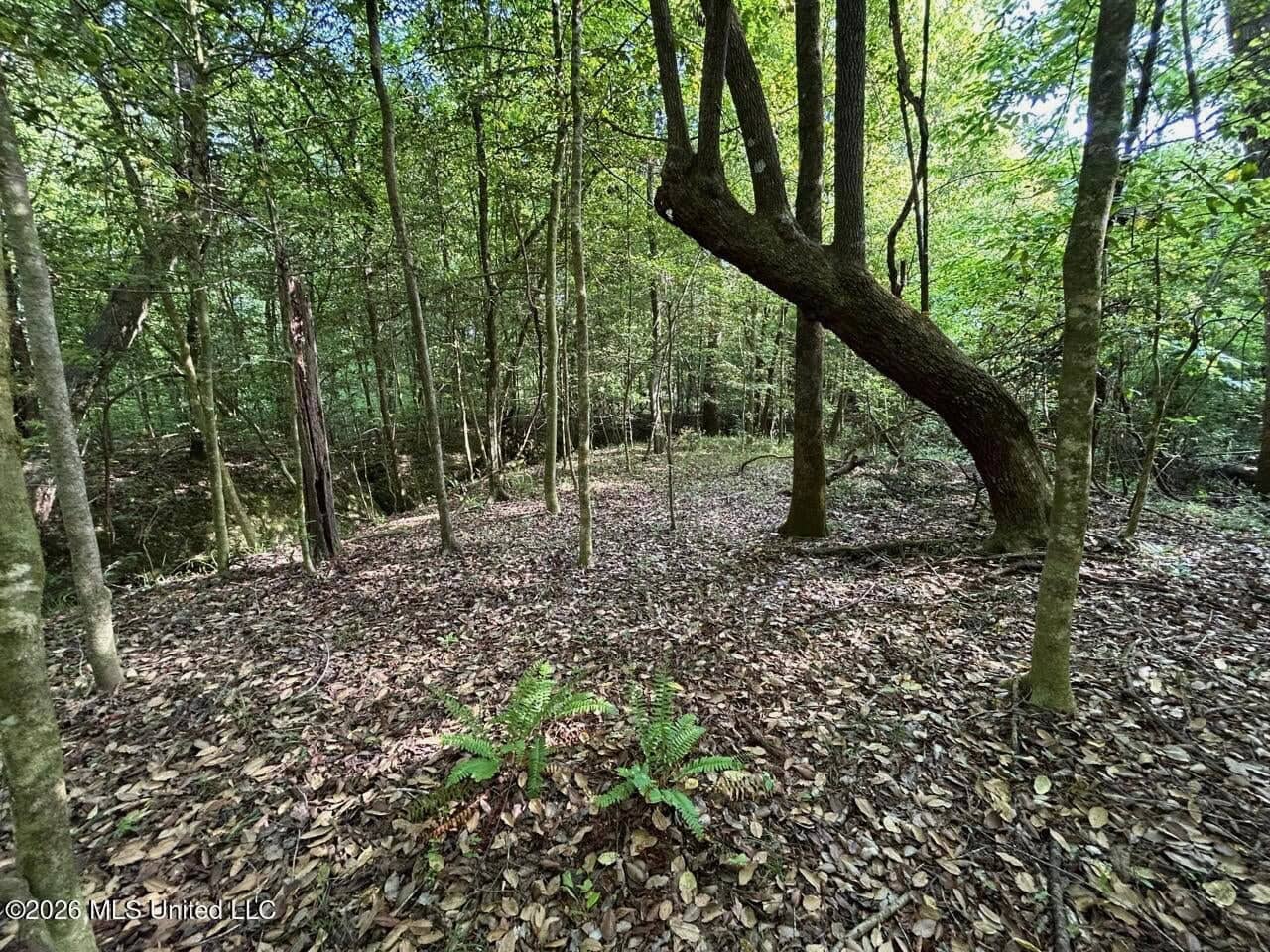 46 Acres in St. Helena Parish, LA Hunting Property for Sale