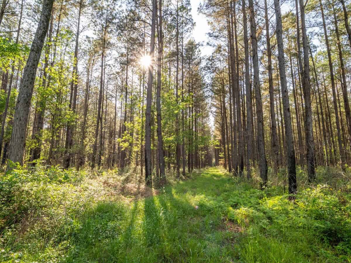 455 Acres Hunting & Income Land in Choctaw County MS