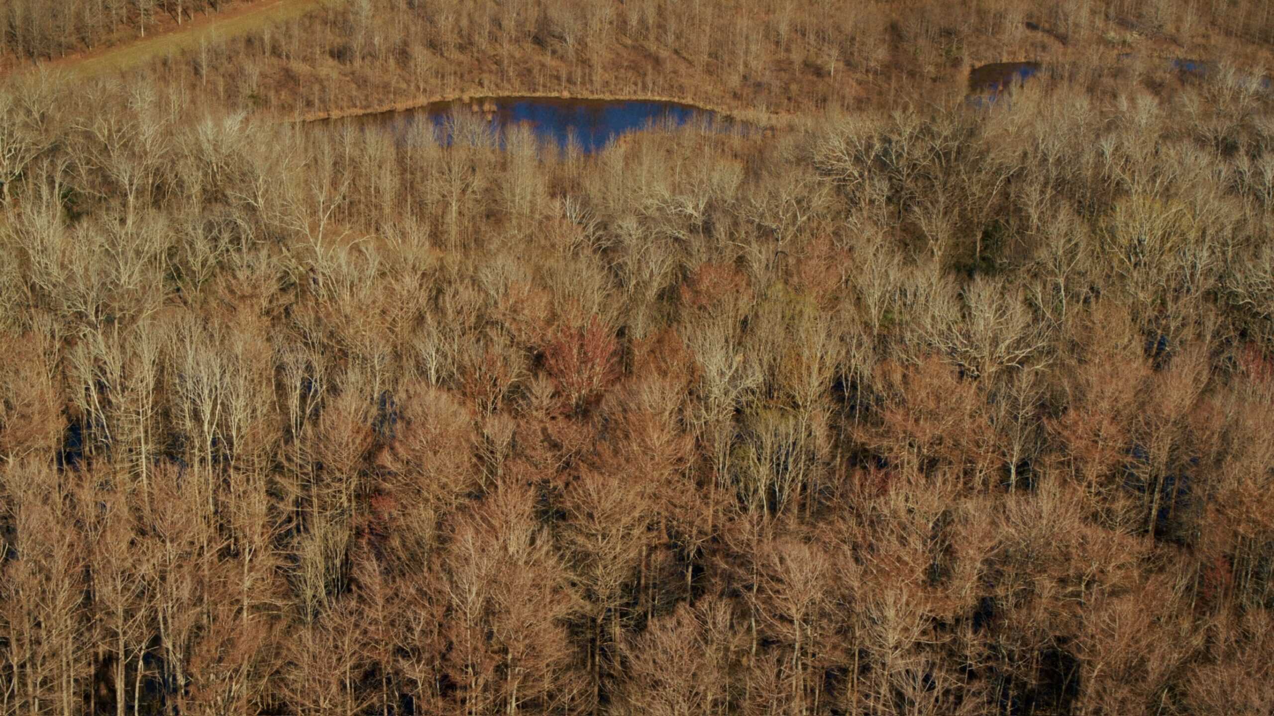 1,196+/- Acre Deer & Duck Hunting Paradise Tensas Parish, LA