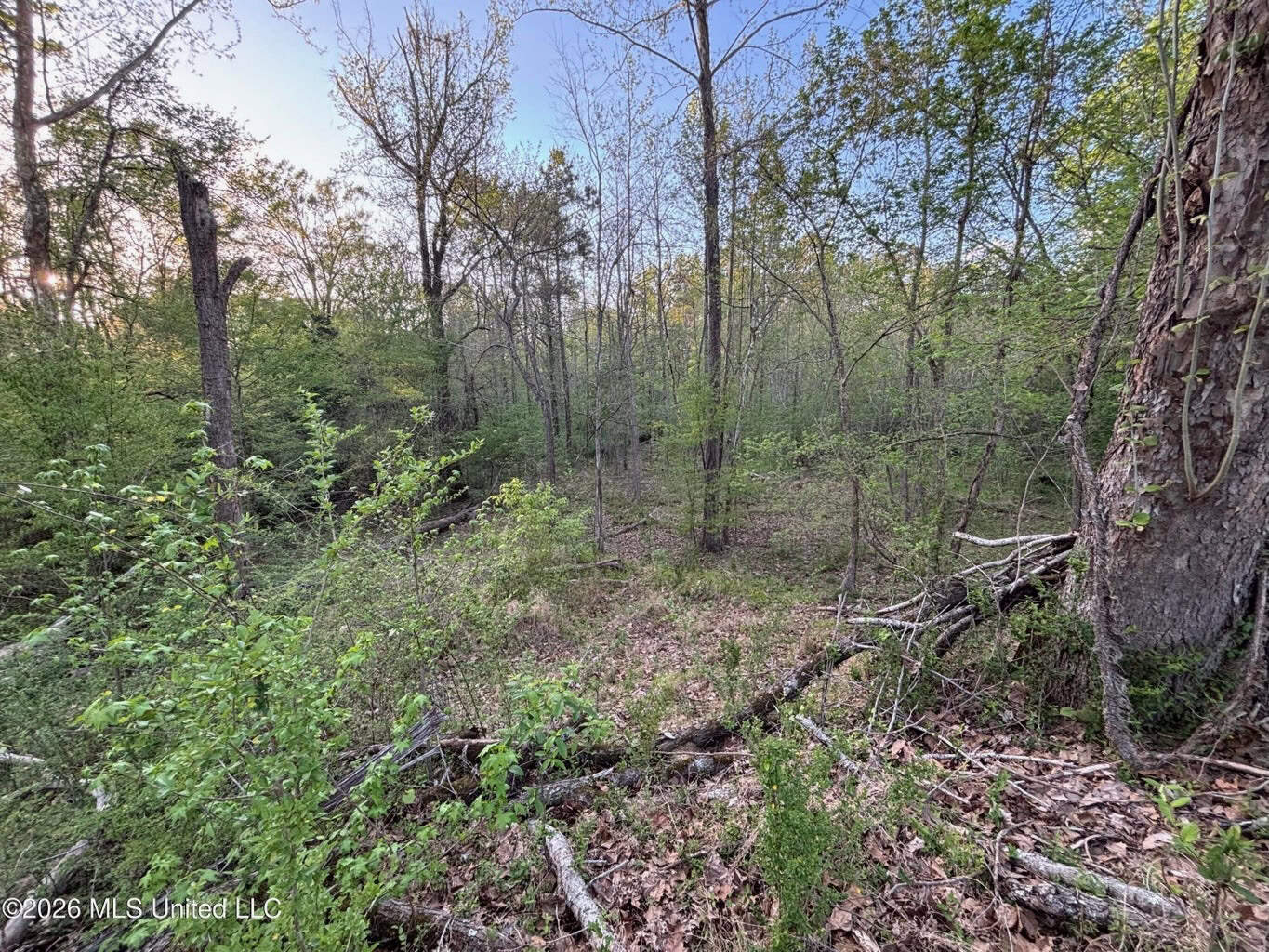 77 Acres in Edwards, MS Hinds County Big Black River Region
