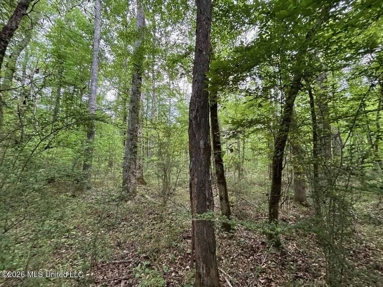 47 Acres in St. Helena Parish, LA with Black Creek