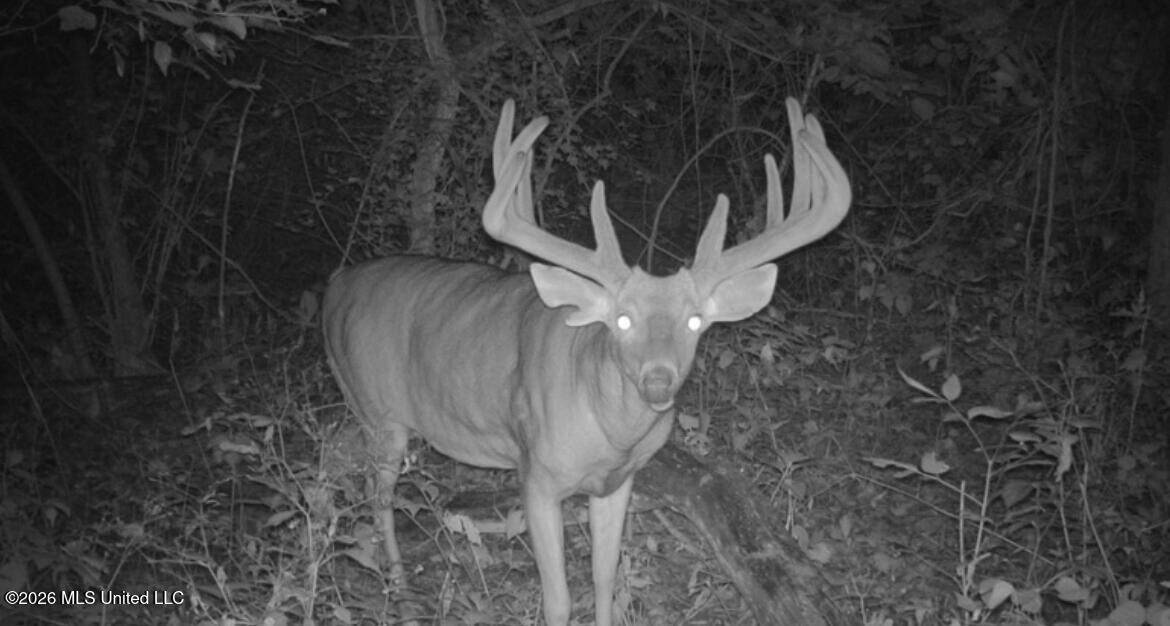Duckport Legacy Waterfowl and Whitetail Recreational Tract