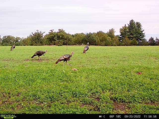 44± Acre Premier Duck and Deer Hunting Property Marquette Cty WI