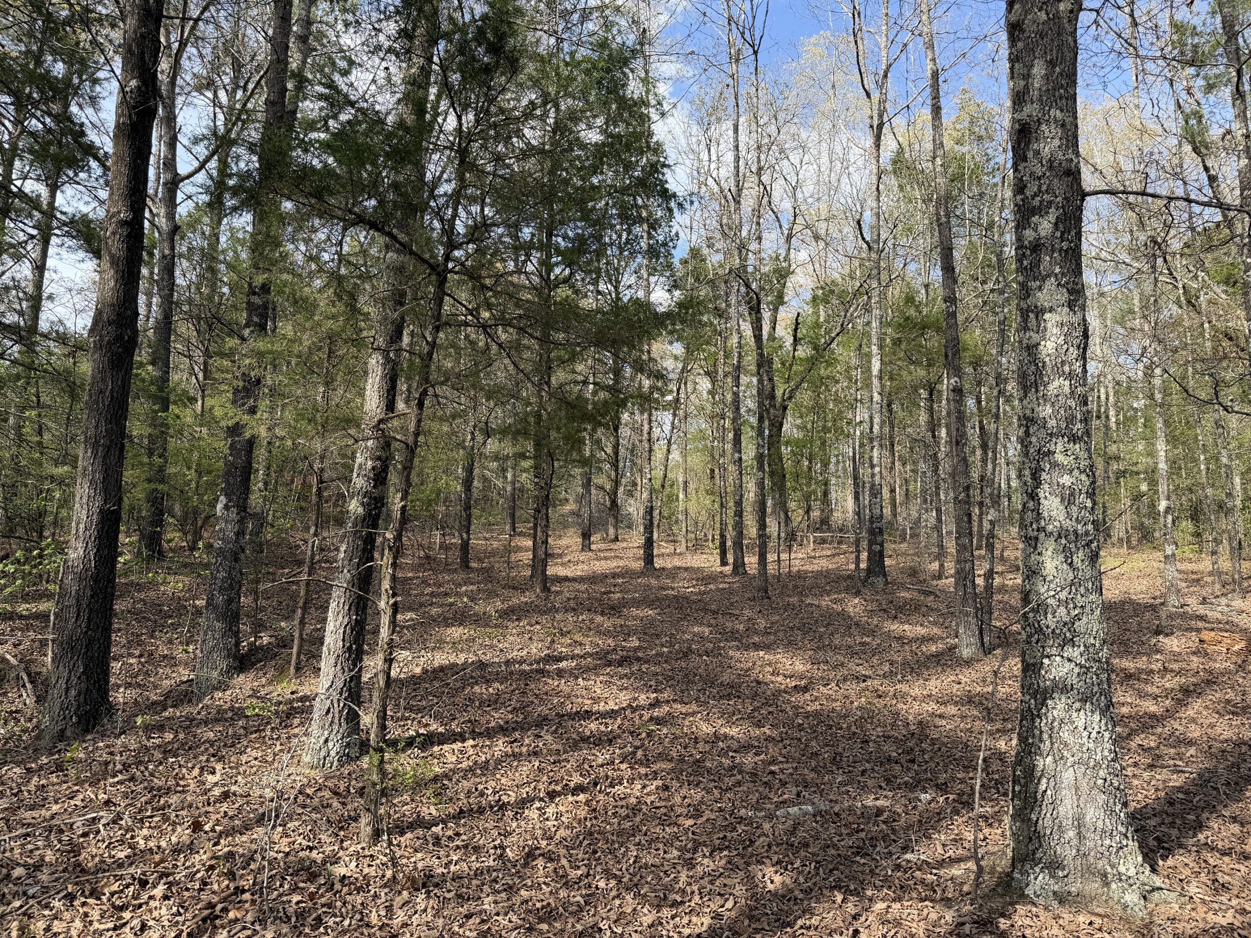 COUNTRY ESTATE FOR SALE IN TN, 61.5 AC, DEER & TURKEY HUNTING, CREEK, FIELDS, BARN