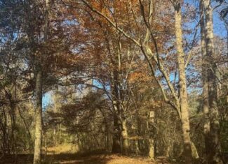 South Mississippi Hunting Land for Sale in Walthall County