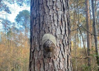 Hunting and Recreational Land for Sale in Amite County, Miss