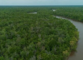 385 Acres Pearl River Frontage Louisiana