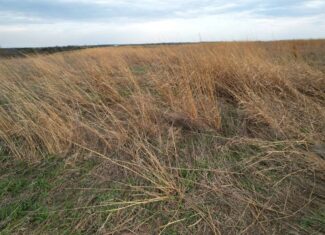 Southwest Iowa Income Producing Combination Farm
