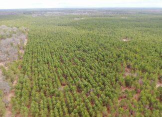 80± acre timber tract in the heart of northern Adams County