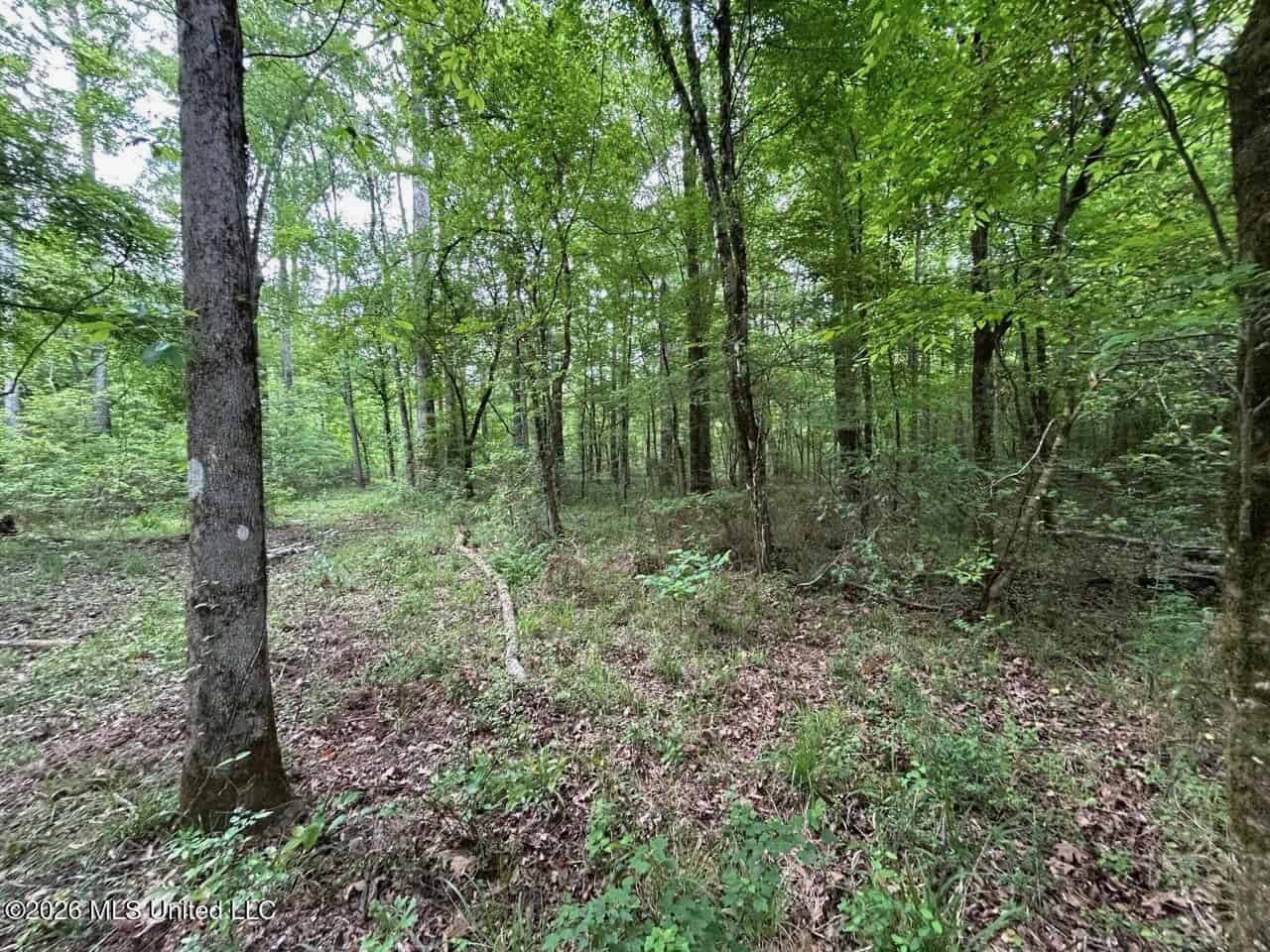 47 Acres in St. Helena Parish, LA with Black Creek