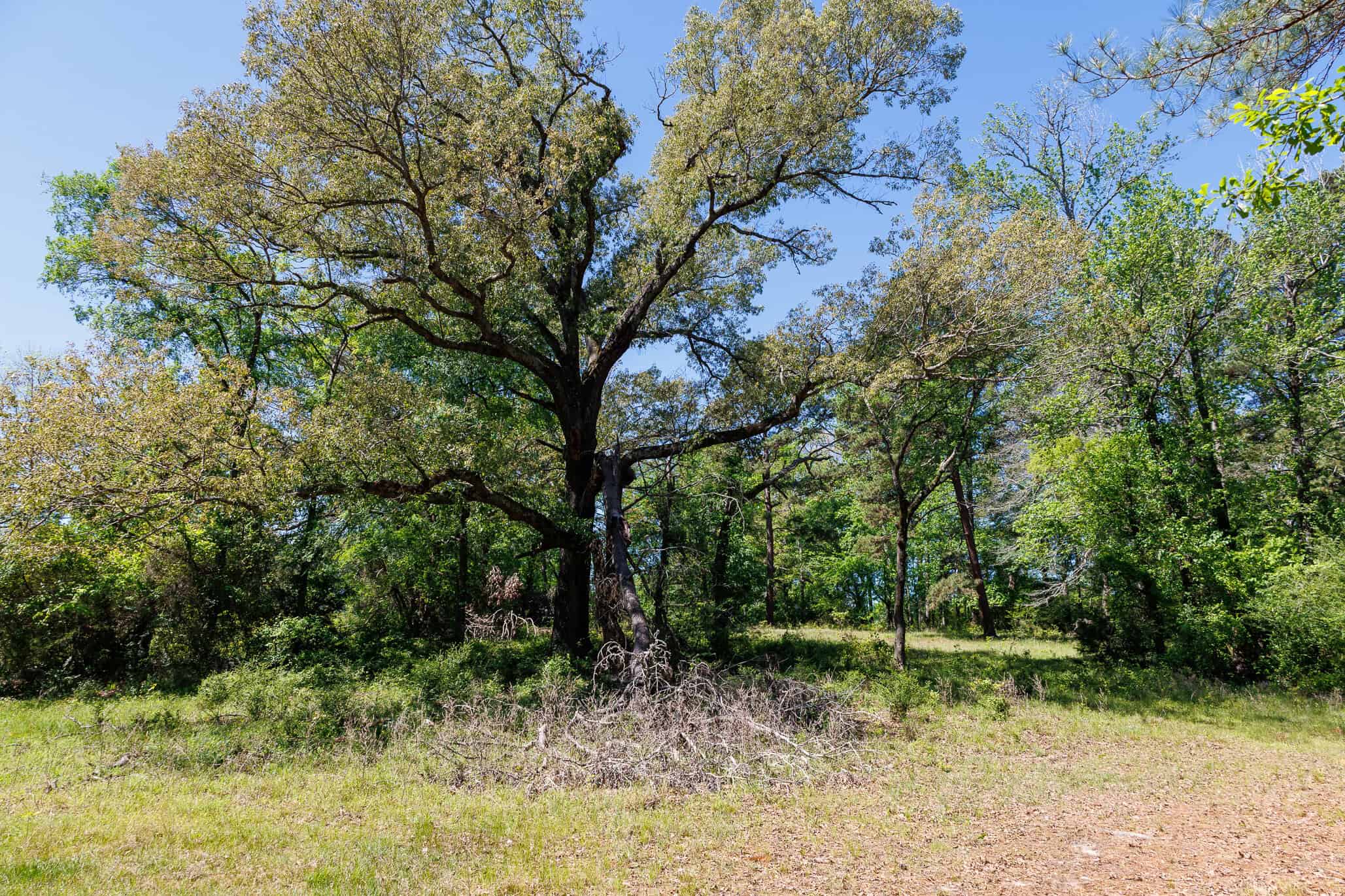 31.74 Acre Recreational Ranch Near Bullard in Smith County TX