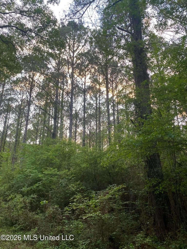 Hunting and Recreational Land for Sale in Amite County, Miss
