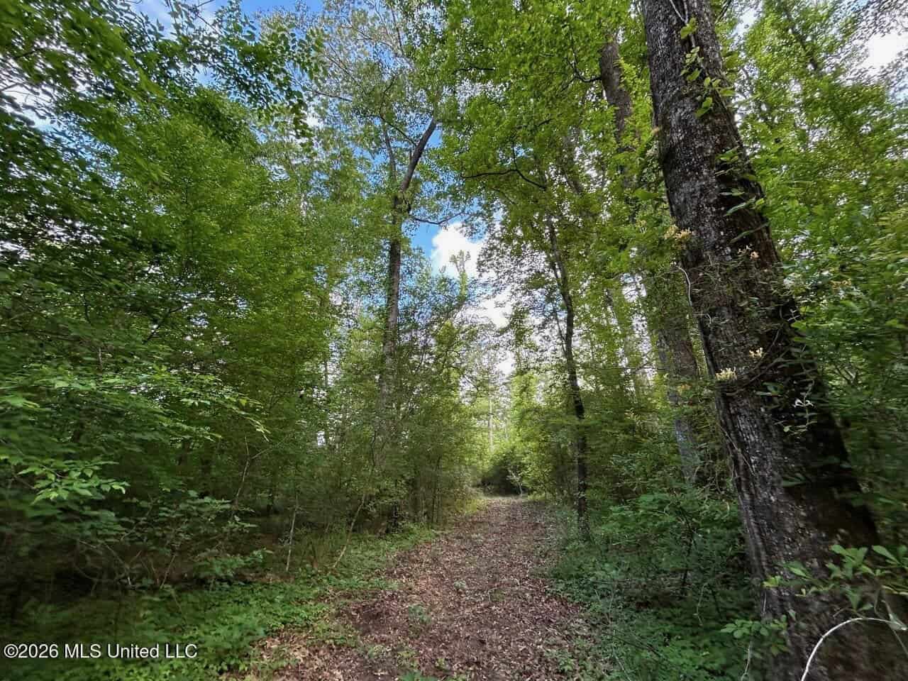 46 Acres in St. Helena Parish, LA Hunting Property for Sale