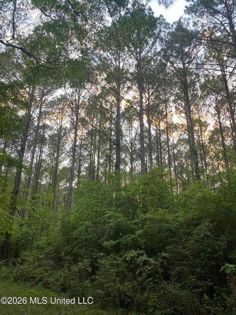 Hunting and Recreational Land for Sale in Amite County, Miss