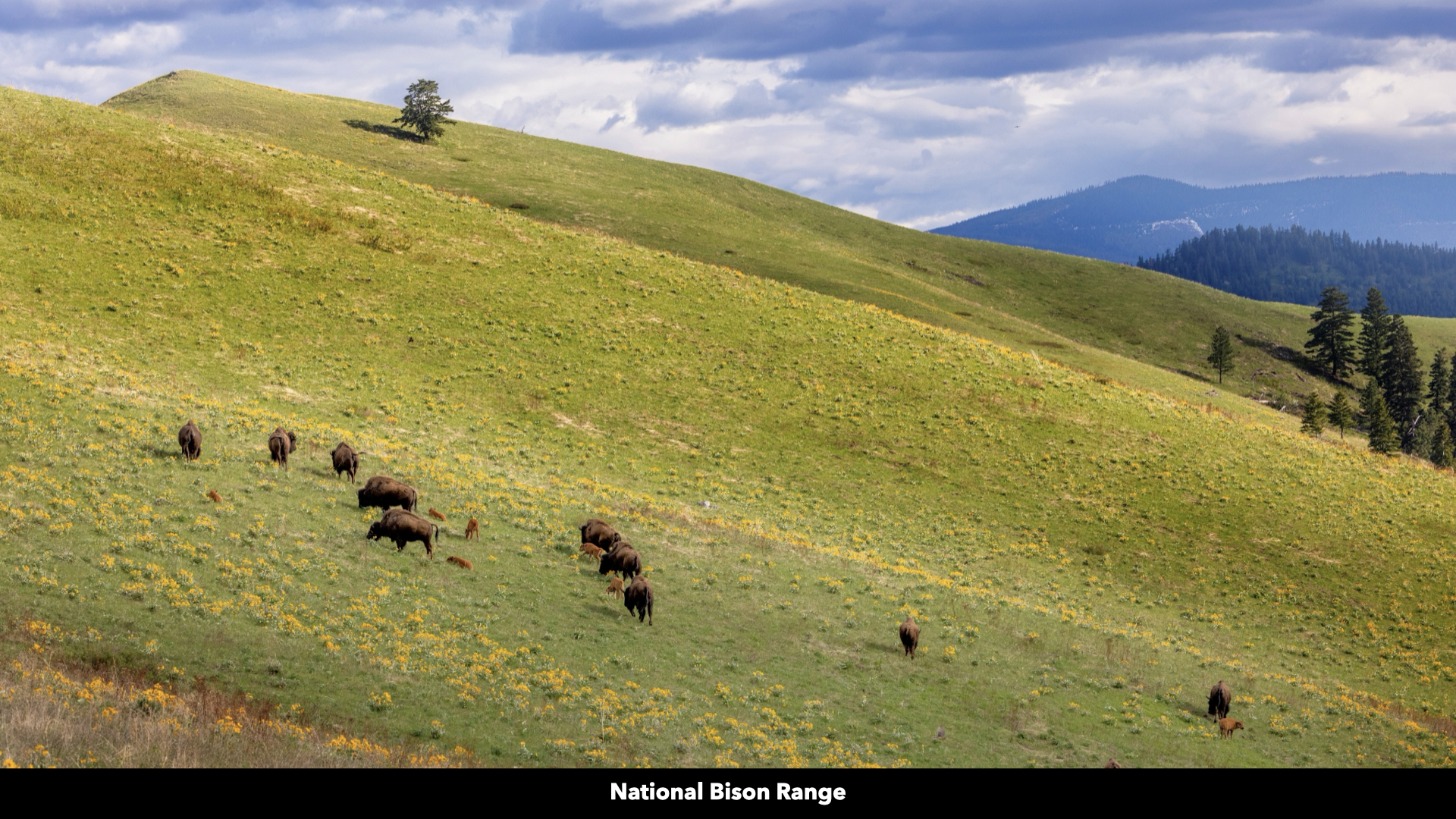 Riverfront Acreage For Sale in St. Regis, Montana