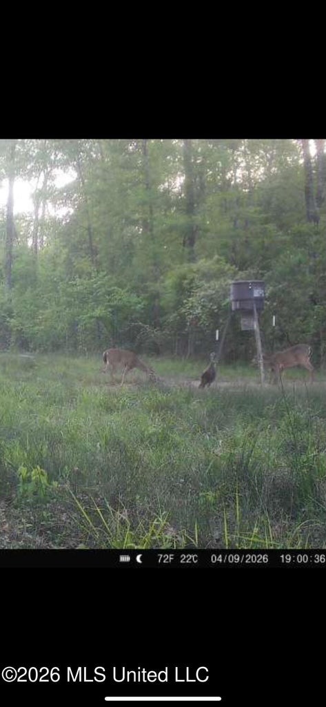 Hunting and Recreational Land for Sale in Amite County, Miss
