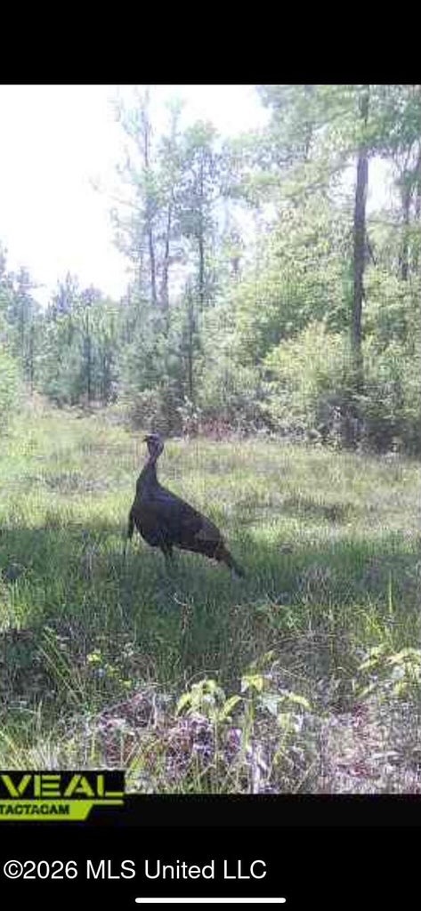 Hunting and Recreational Land for Sale in Amite County, Miss