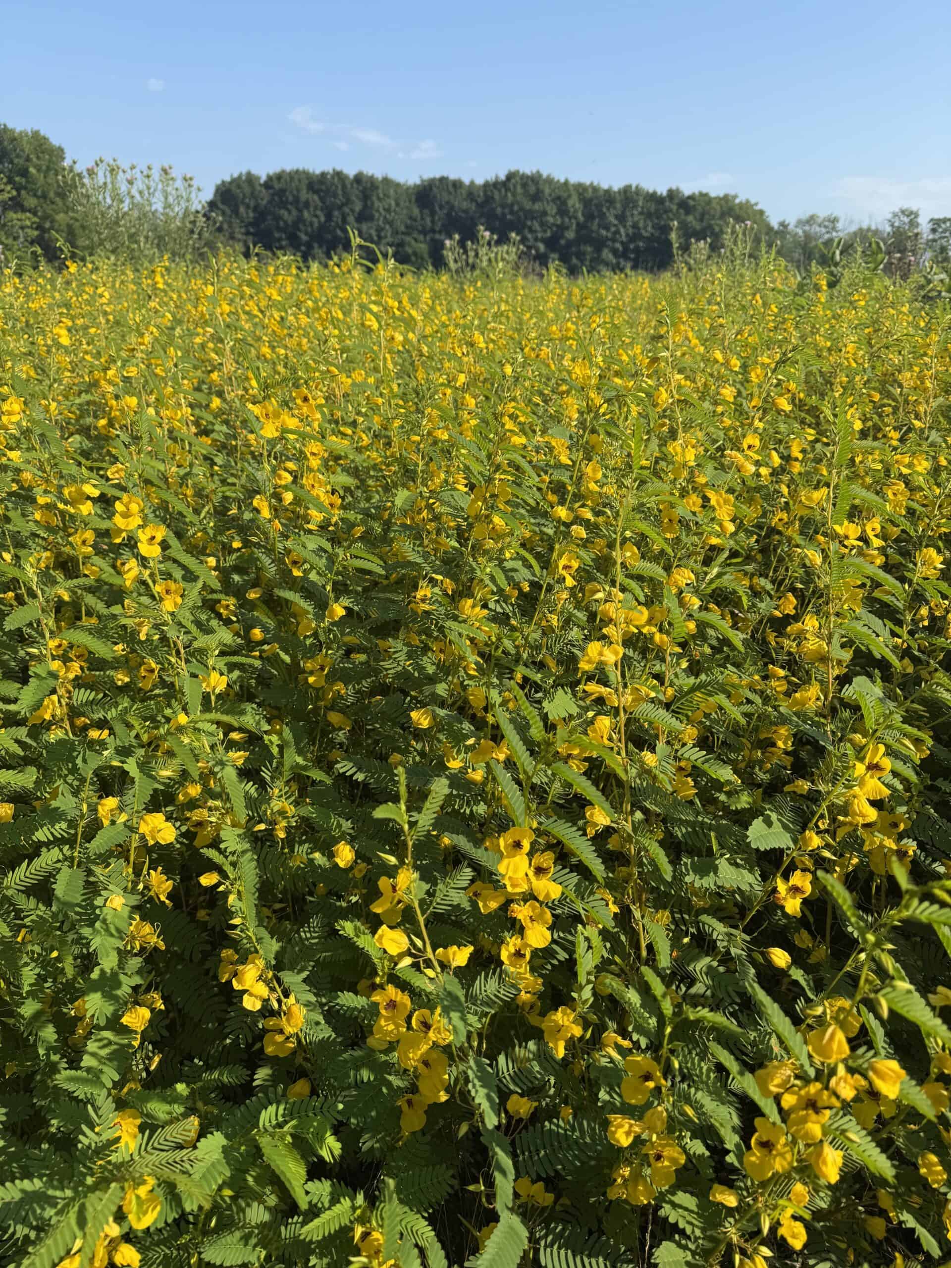 40-Acre Country Estate with Premier Hunting Habitat | Town of Lowville | Columbia County, Wisconsin