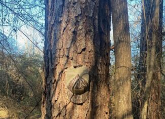 Hunting and Recreational Land for Sale in Amite County, Miss