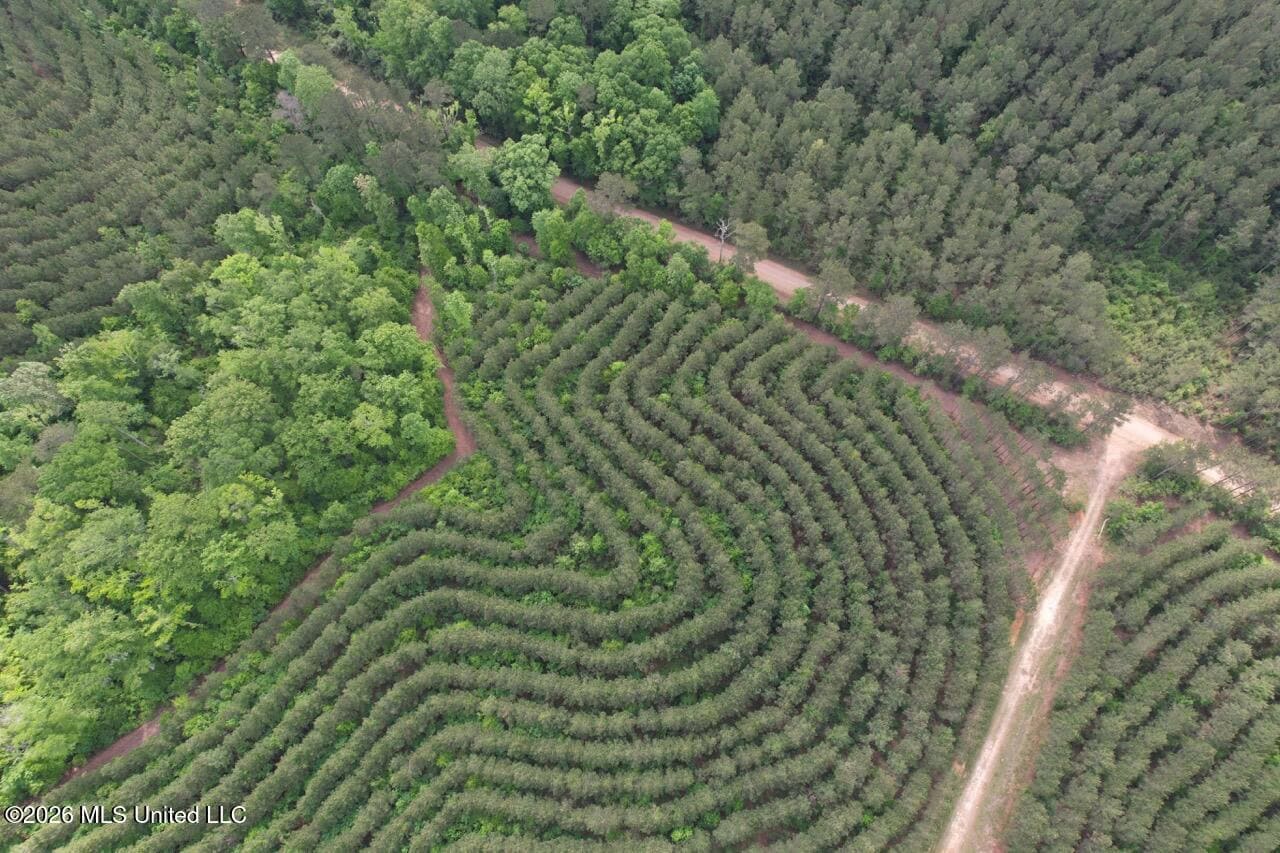 47 Acres in St. Helena Parish, LA with Black Creek