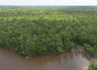 385 Acres Pearl River Frontage Louisiana