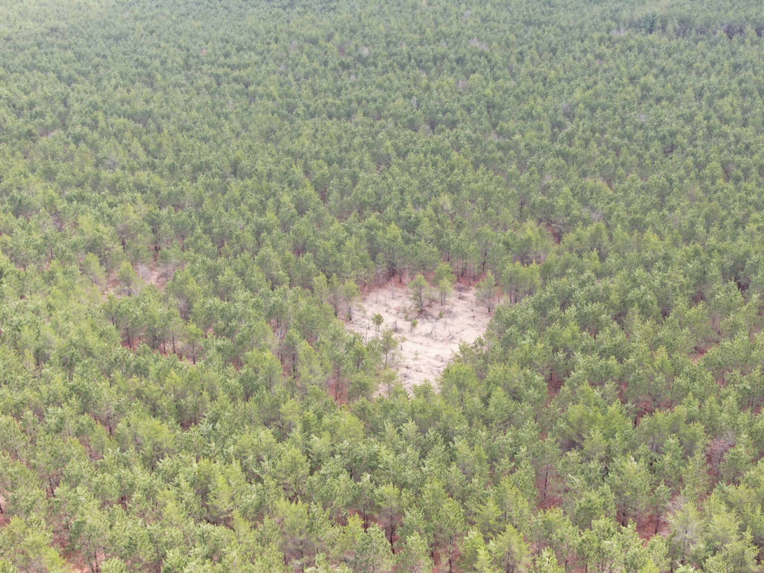 80± acre timber tract in the heart of northern Adams County