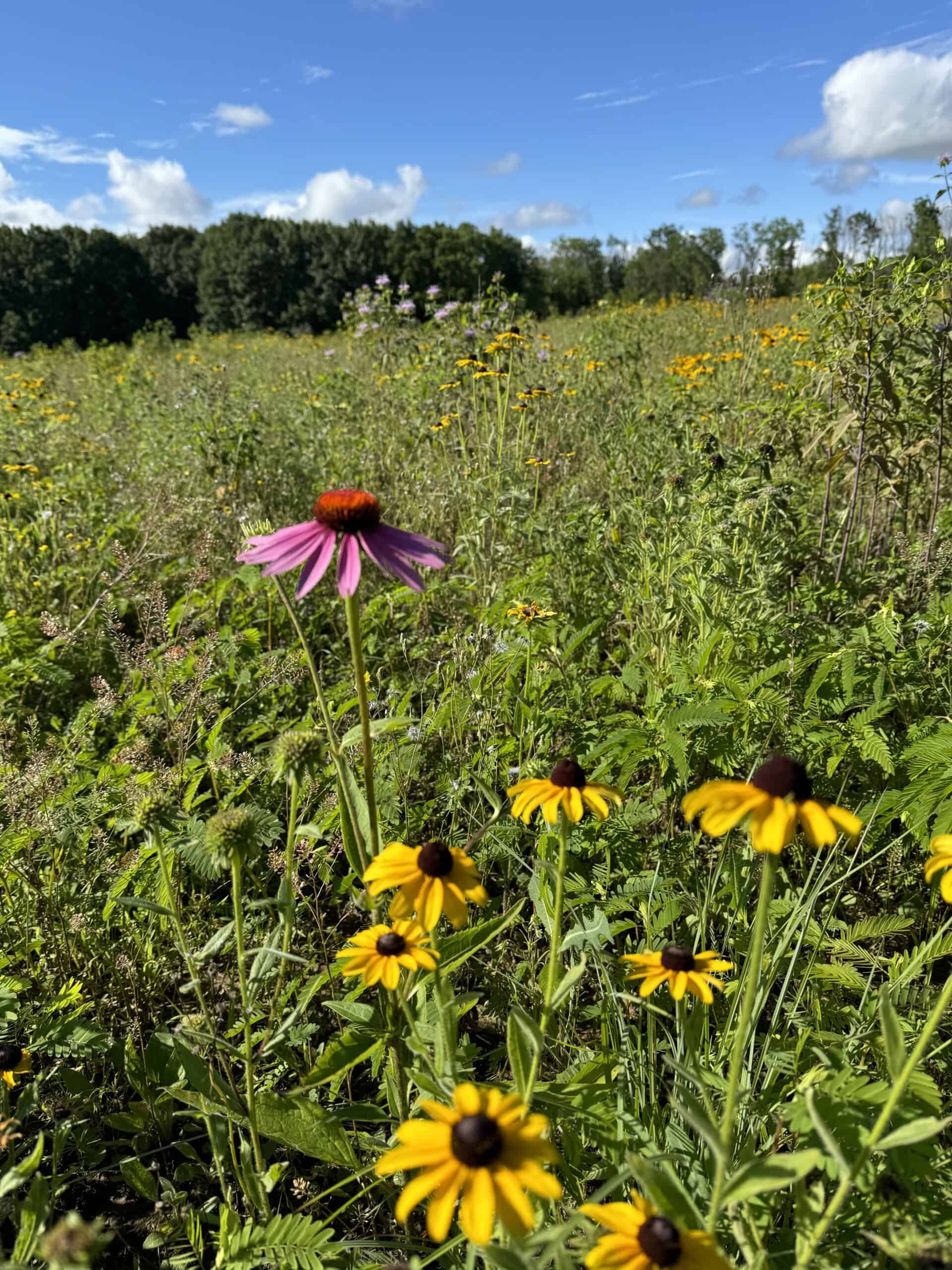 40-Acre Country Estate with Premier Hunting Habitat | Town of Lowville | Columbia County, Wisconsin
