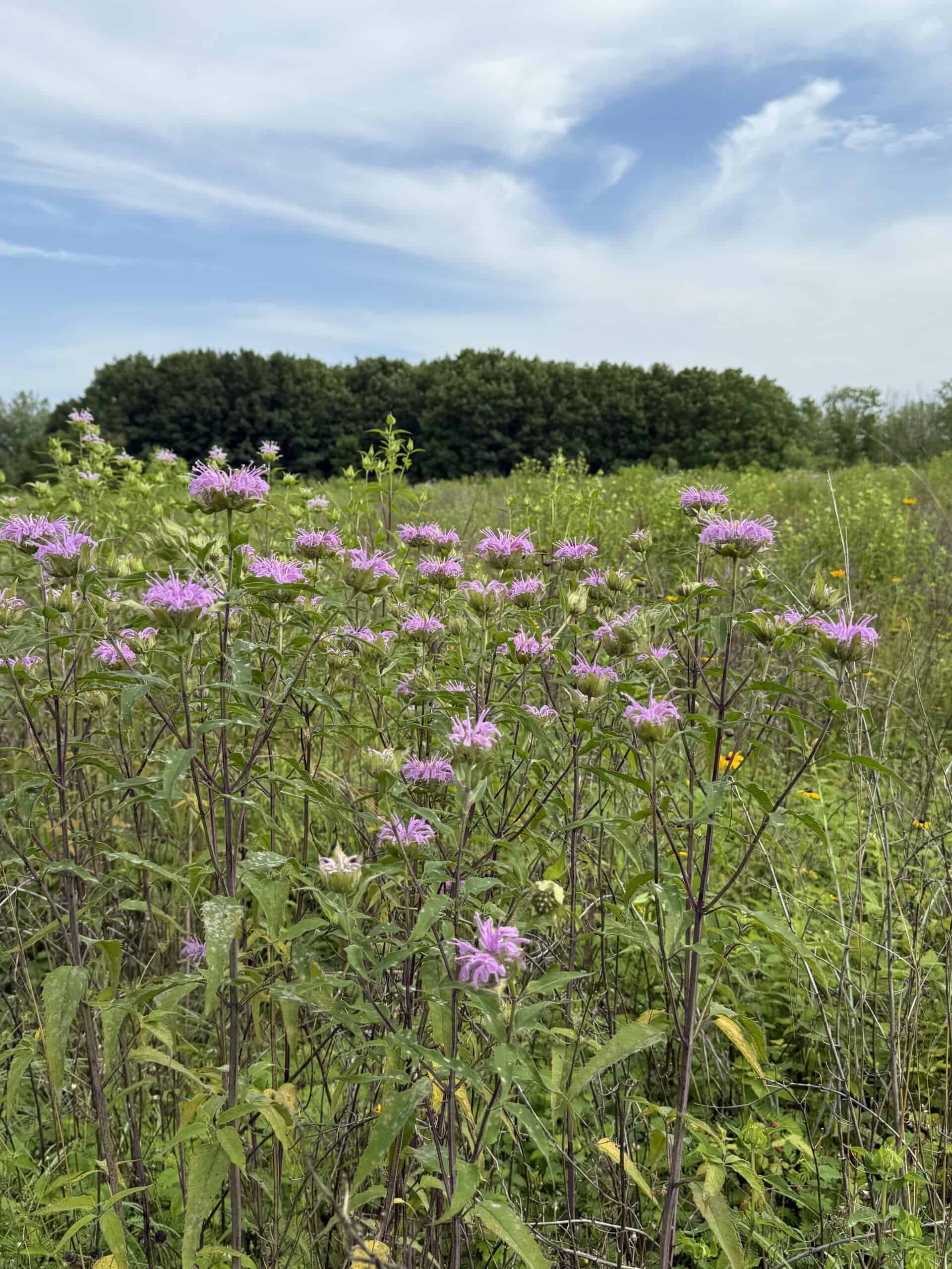 40-Acre Country Estate with Premier Hunting Habitat | Town of Lowville | Columbia County, Wisconsin