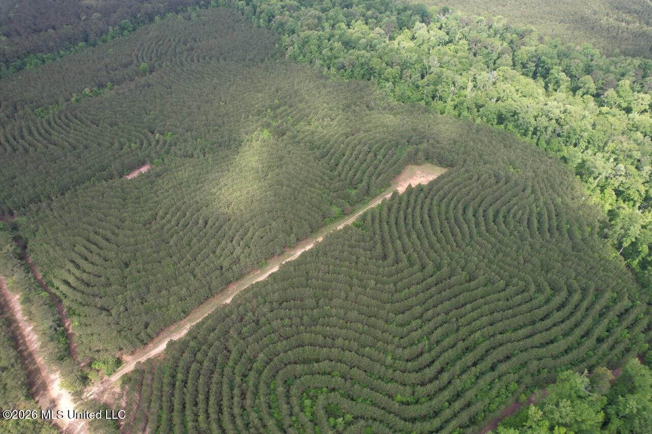 47 Acres in St. Helena Parish, LA with Black Creek