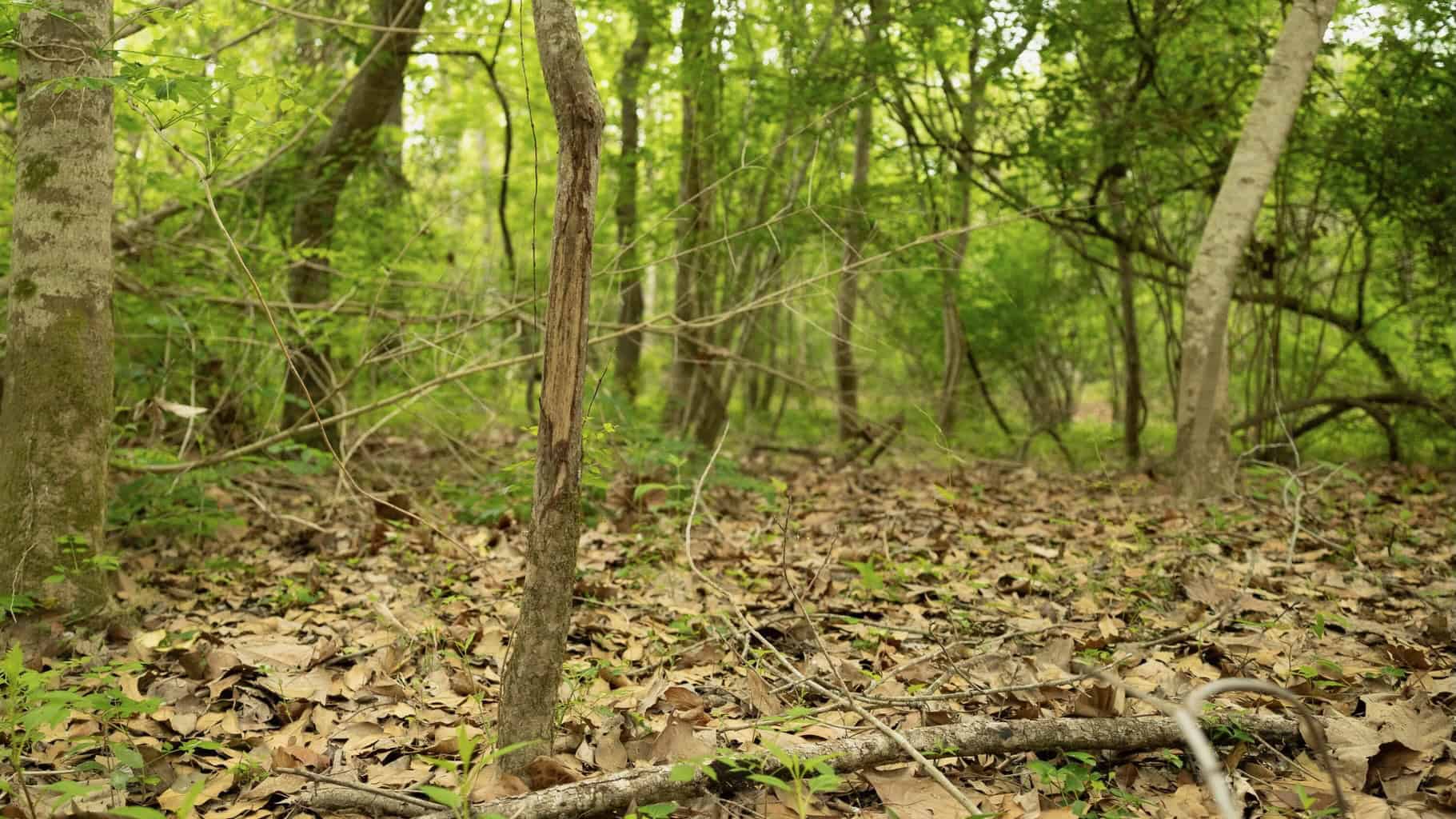 385 Acres Pearl River Frontage Louisiana