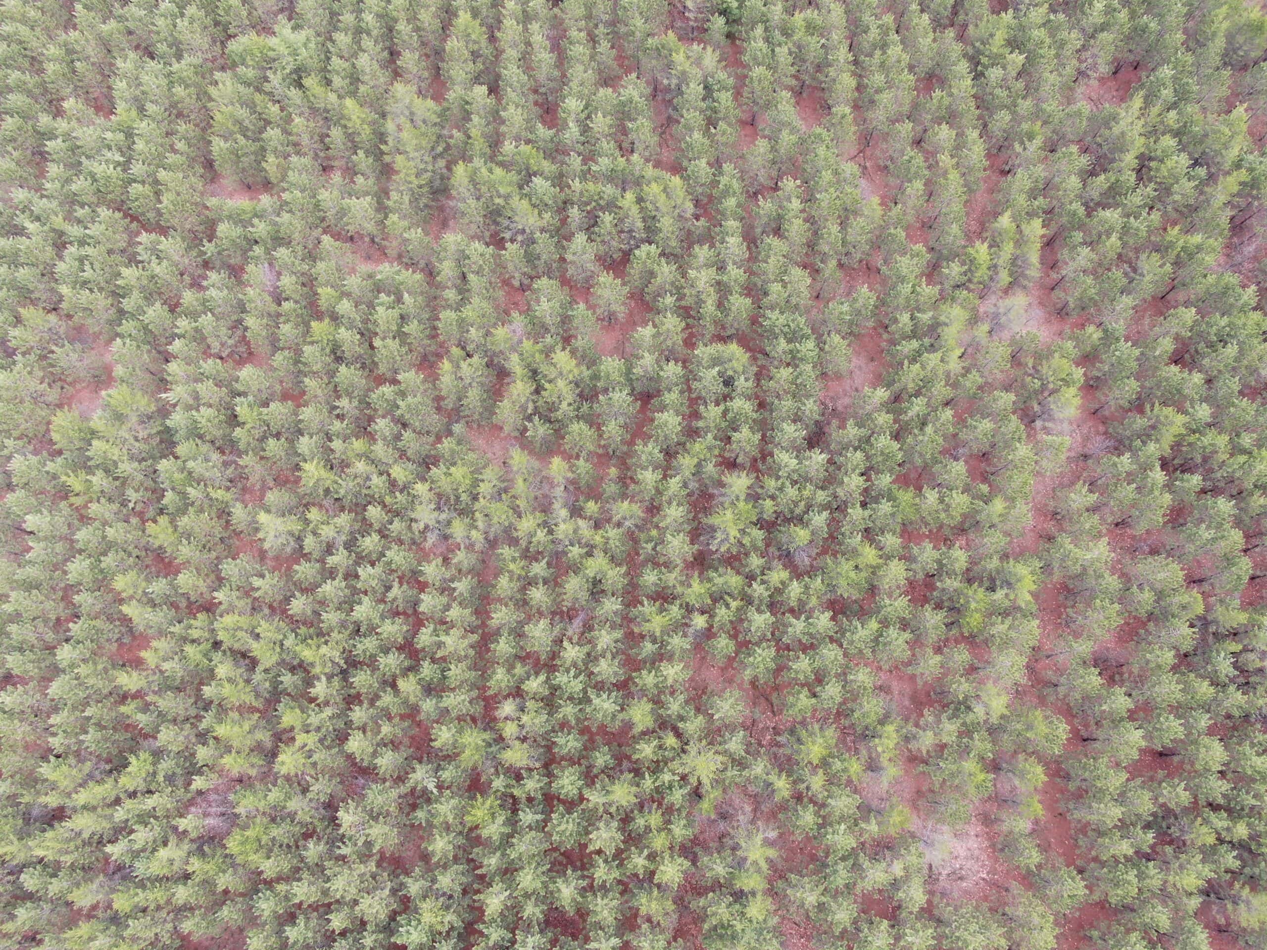 80± acre timber tract in the heart of northern Adams County