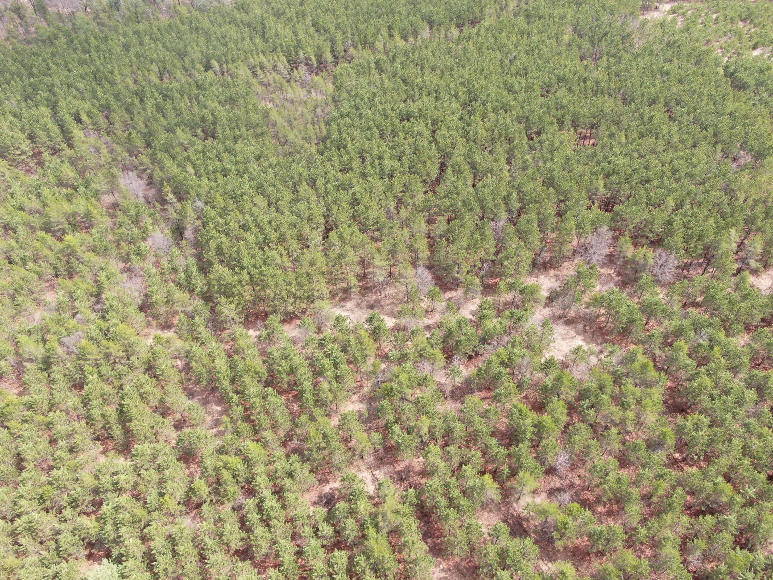 80± acre timber tract in the heart of northern Adams County