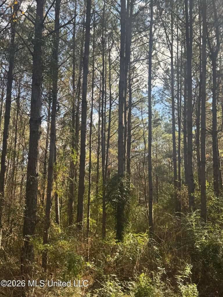 South Mississippi Hunting Land for Sale in Walthall County
