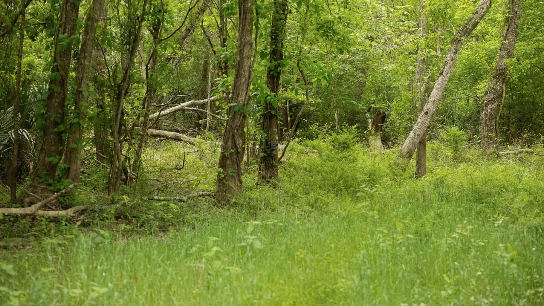 385 Acres Pearl River Frontage Louisiana