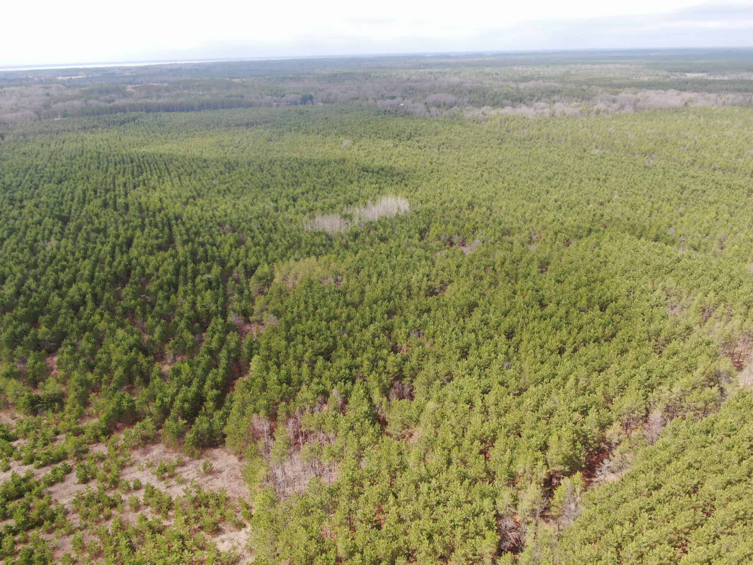 80± acre timber tract in the heart of northern Adams County