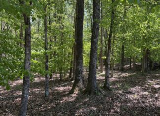 OPEN LAND FOR SALE IN TN, OLD HOUSE, BRANCH, FENCING, DEER & TURKEY HUNTING