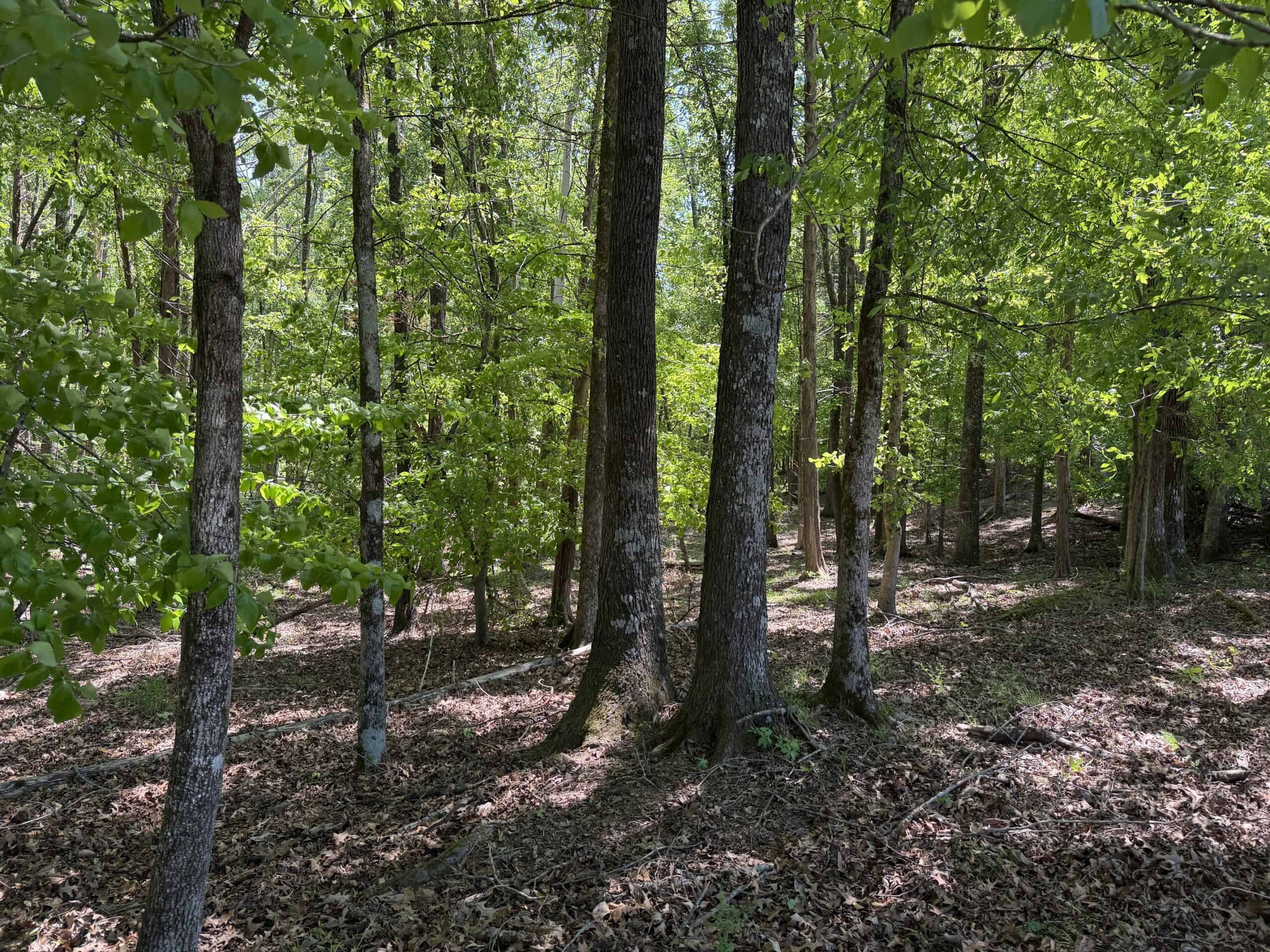 OPEN LAND FOR SALE IN TN, OLD HOUSE, BRANCH, FENCING, DEER & TURKEY HUNTING