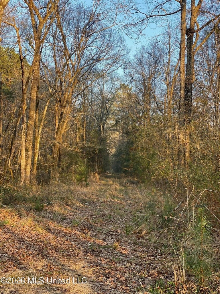 Hunting and Recreational Land for Sale in Amite County, Miss
