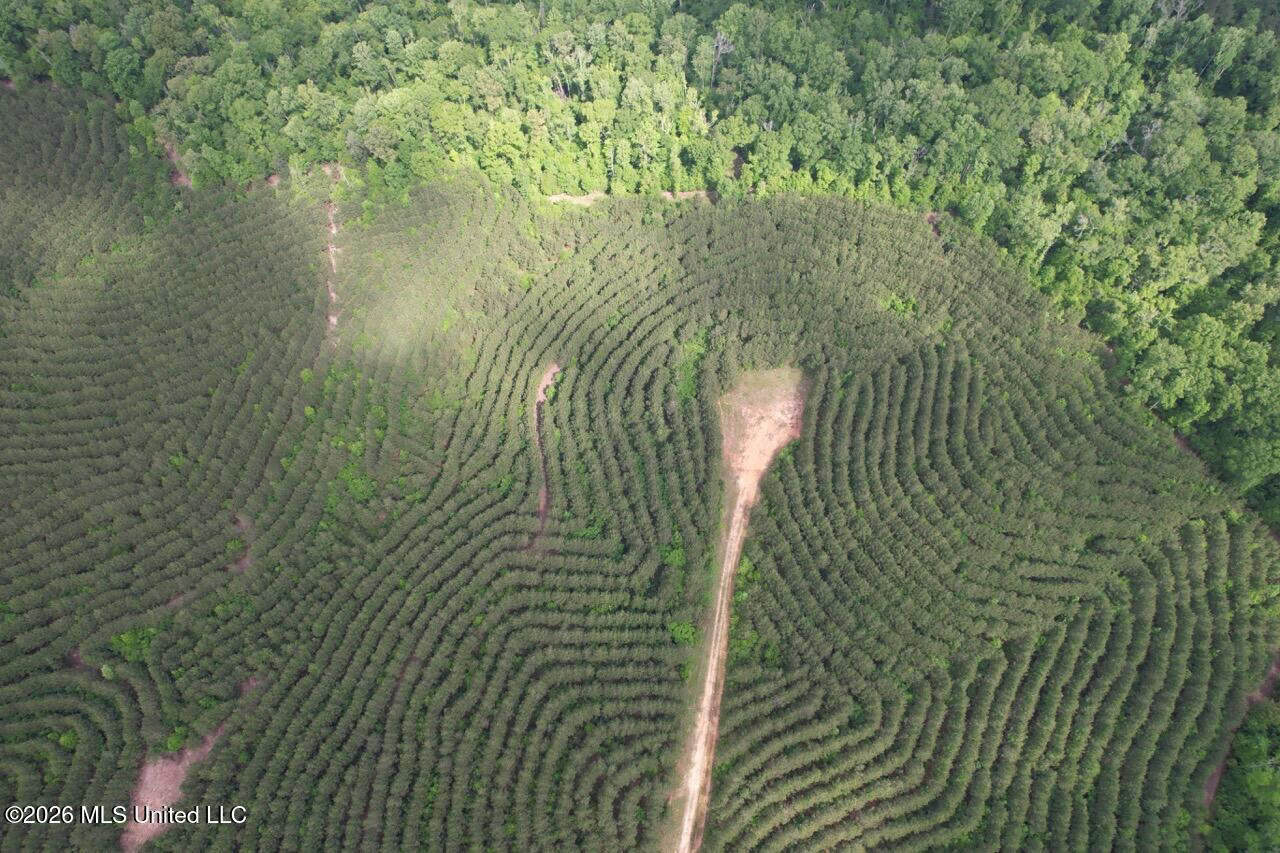 47 Acres in St. Helena Parish, LA with Black Creek