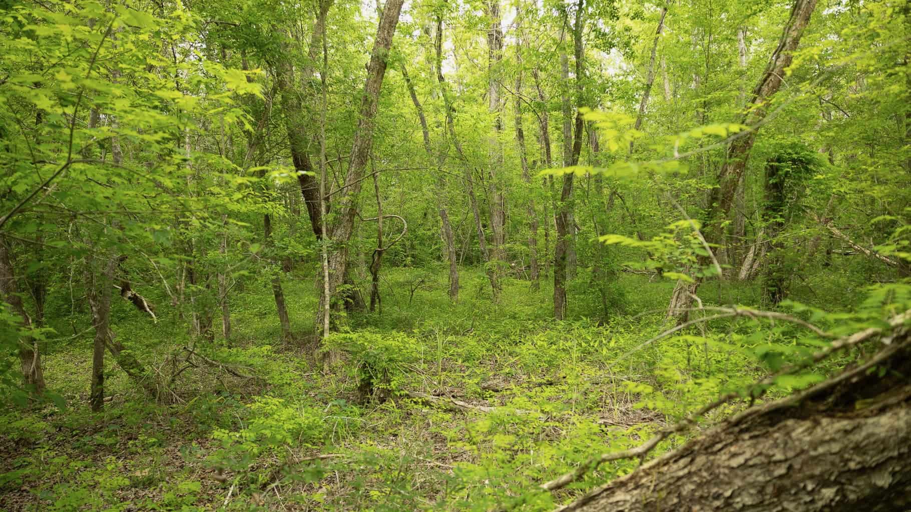385 Acres Pearl River Frontage Louisiana