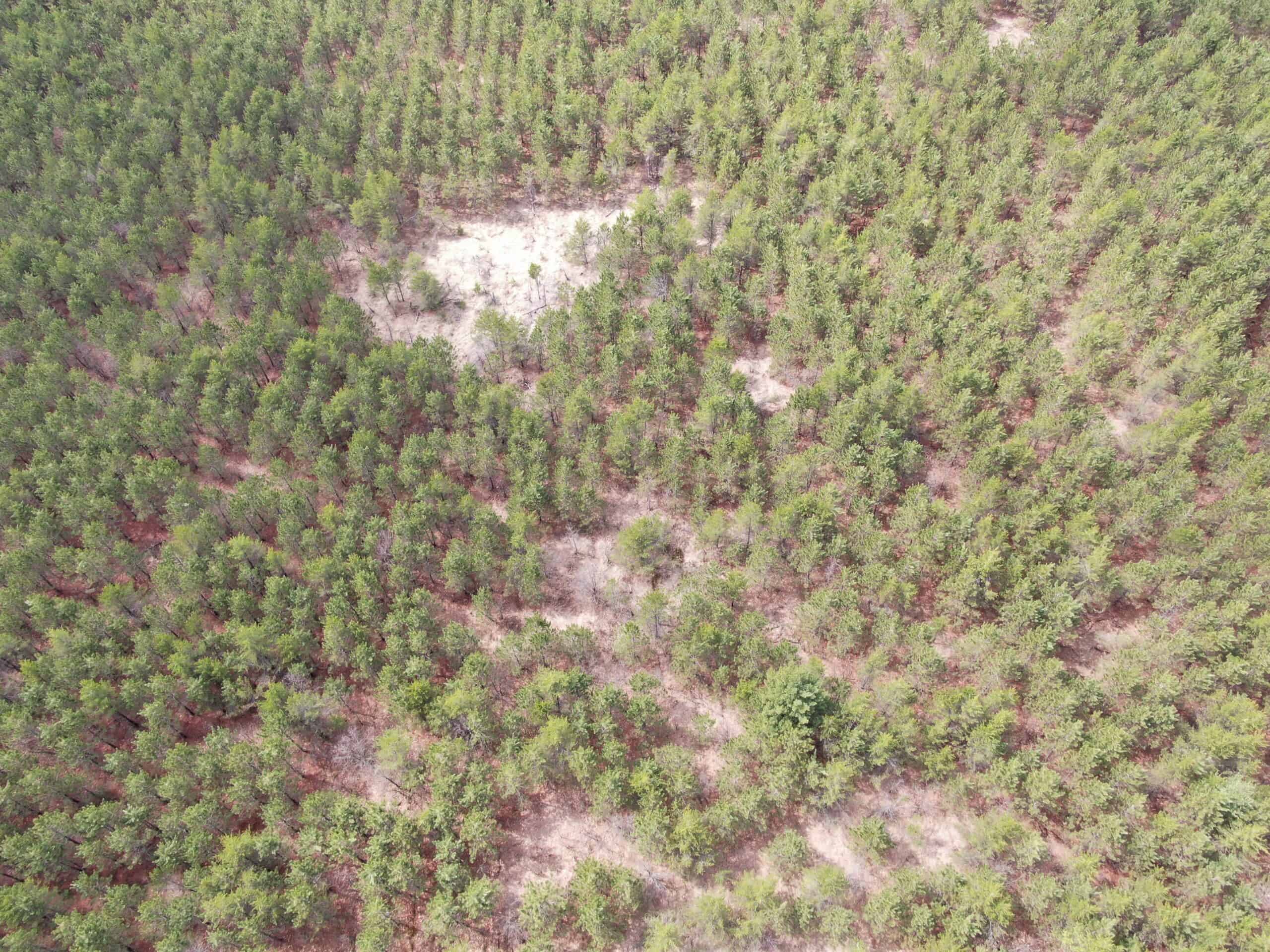 80± acre timber tract in the heart of northern Adams County