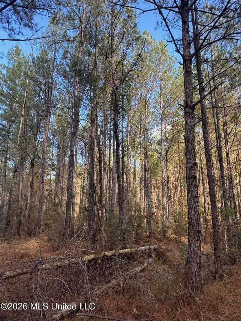 South Mississippi Hunting Land for Sale in Walthall County