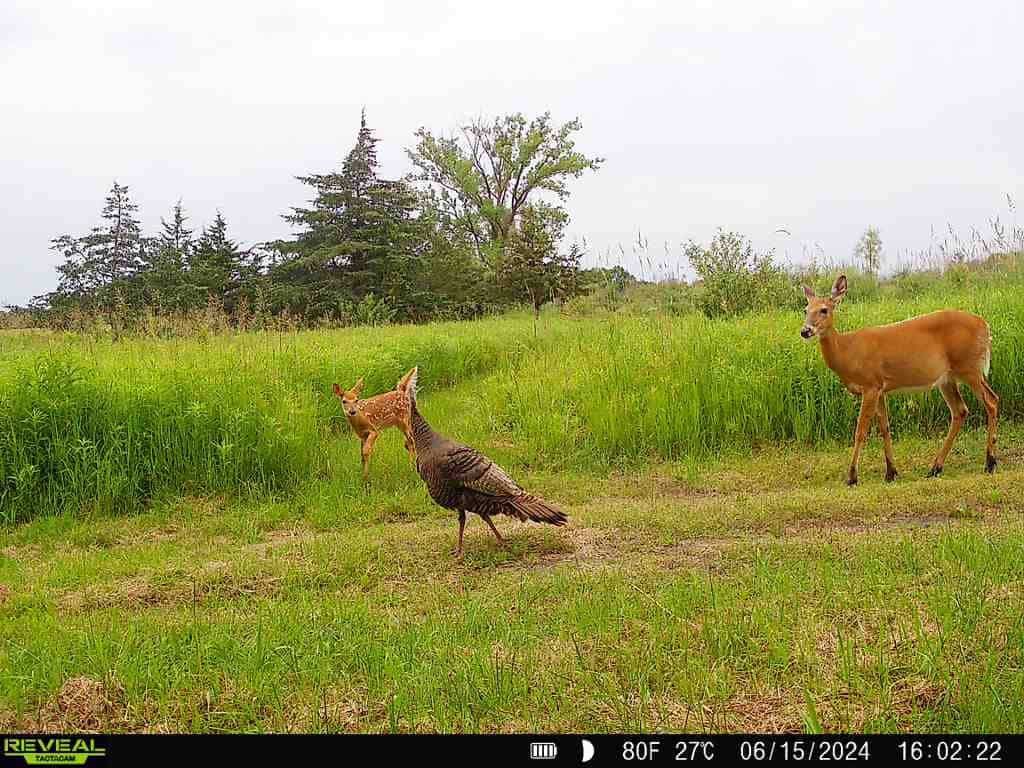 44± Acre Premier Duck and Deer Hunting Property Marquette Cty WI