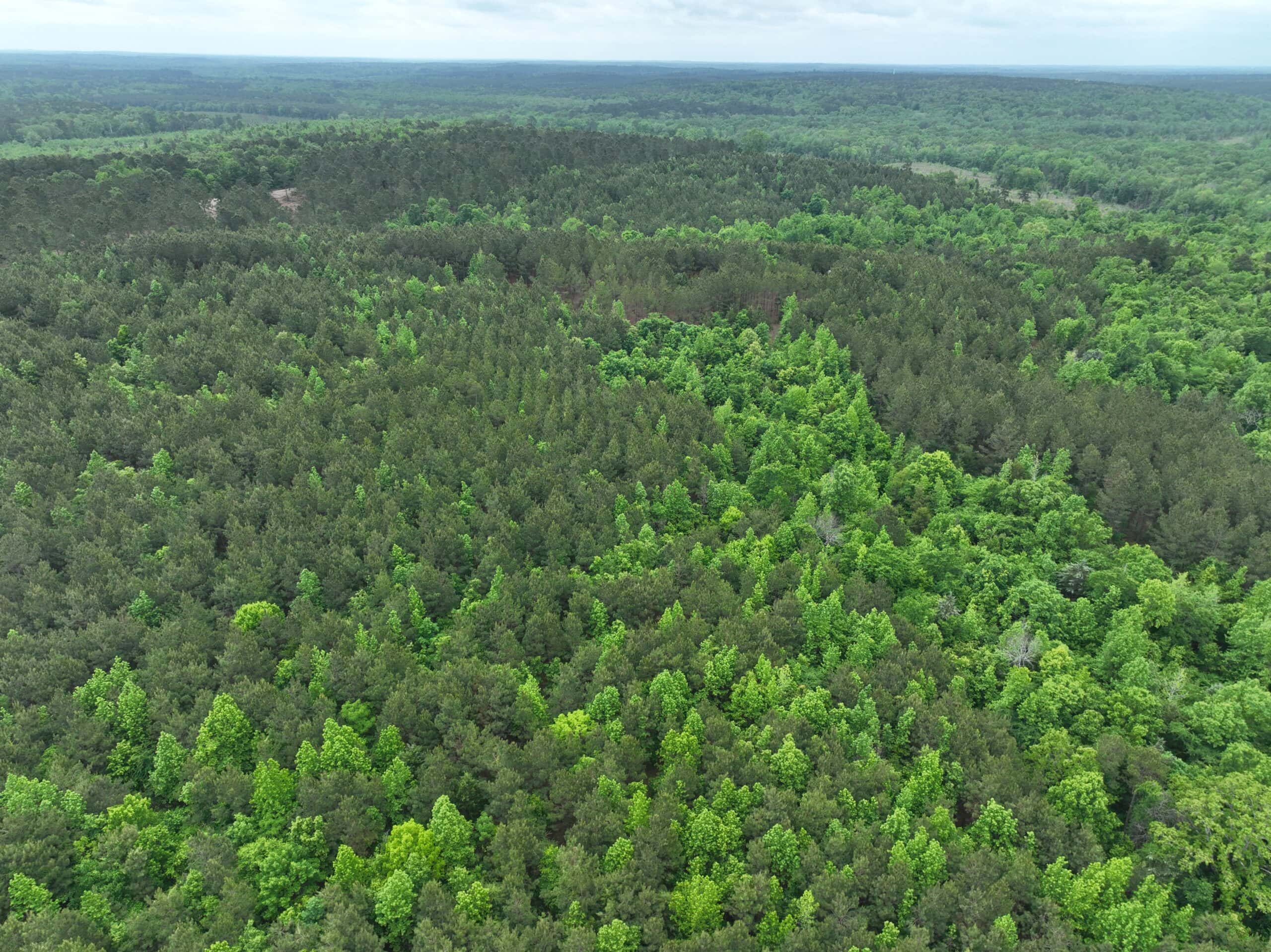 250 Acres Cass County Hunting Land | Shop & Living Quarters