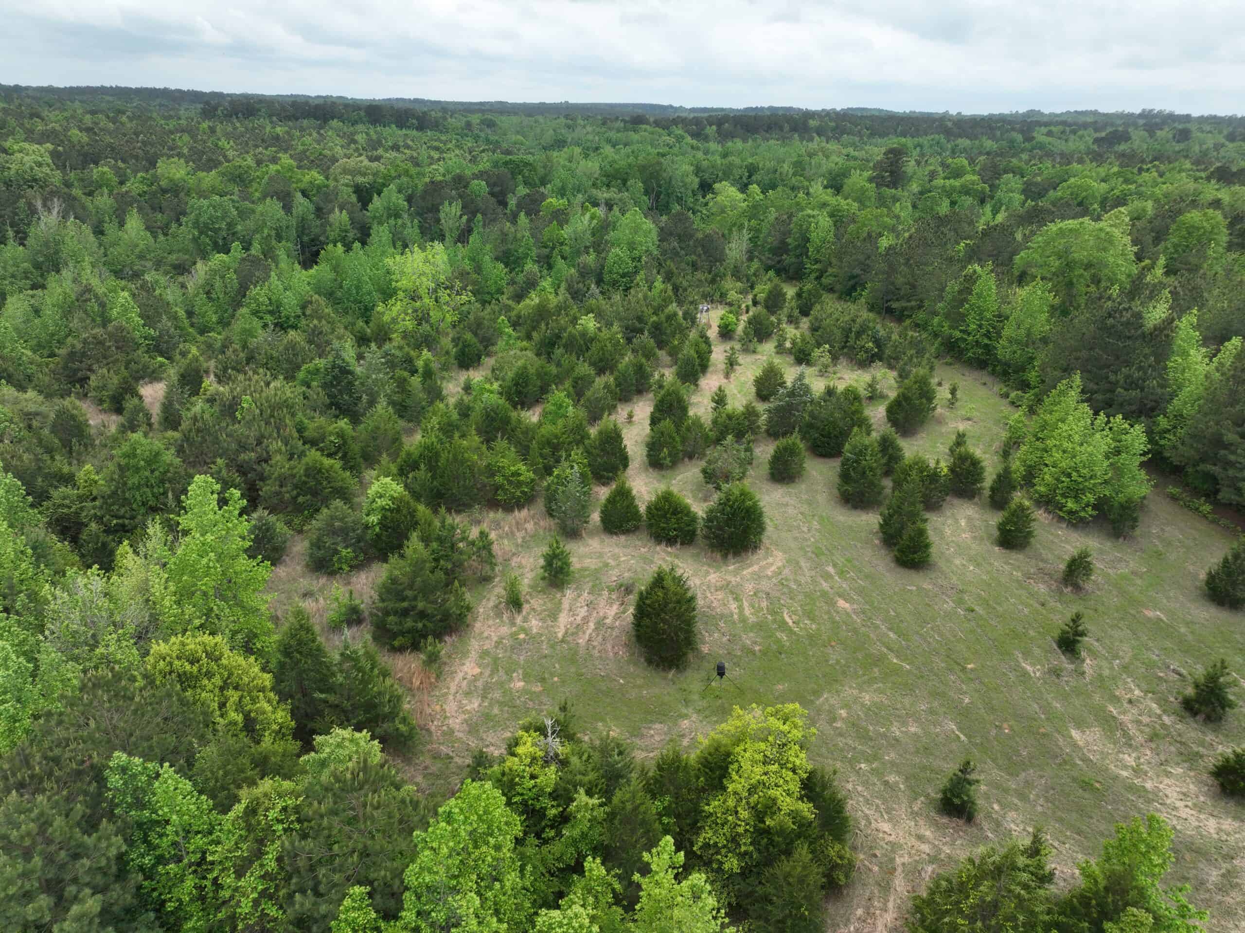 ±22 Acres with Views, Creek & Homesites Near Linden, Texas